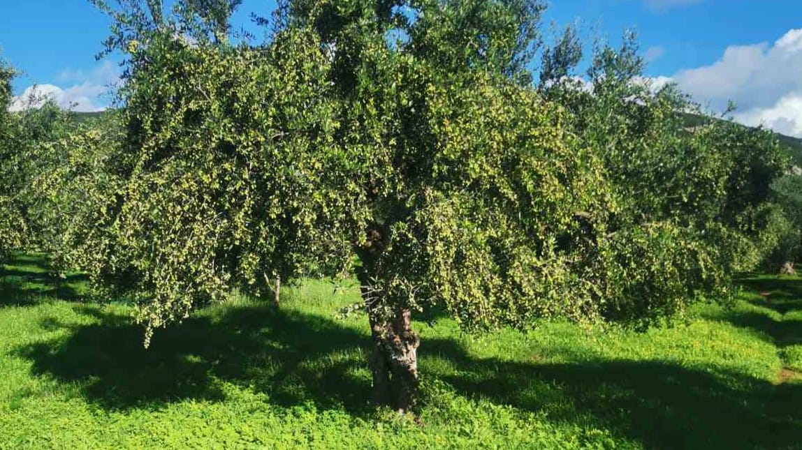 Armakadi Koroneiki