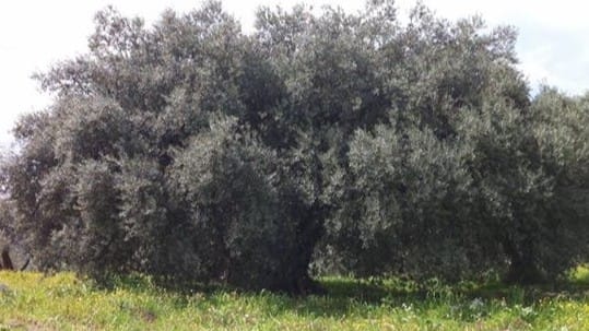 Le Case di Lavinia