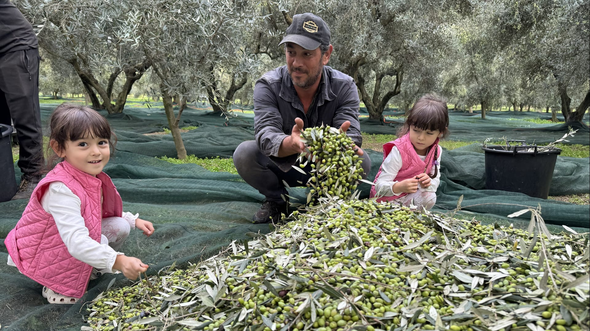 Laconiko | Official Guide to the World's Best Olive Oils