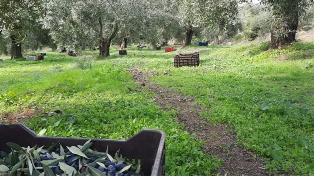 Laconic Foods Koroneiki