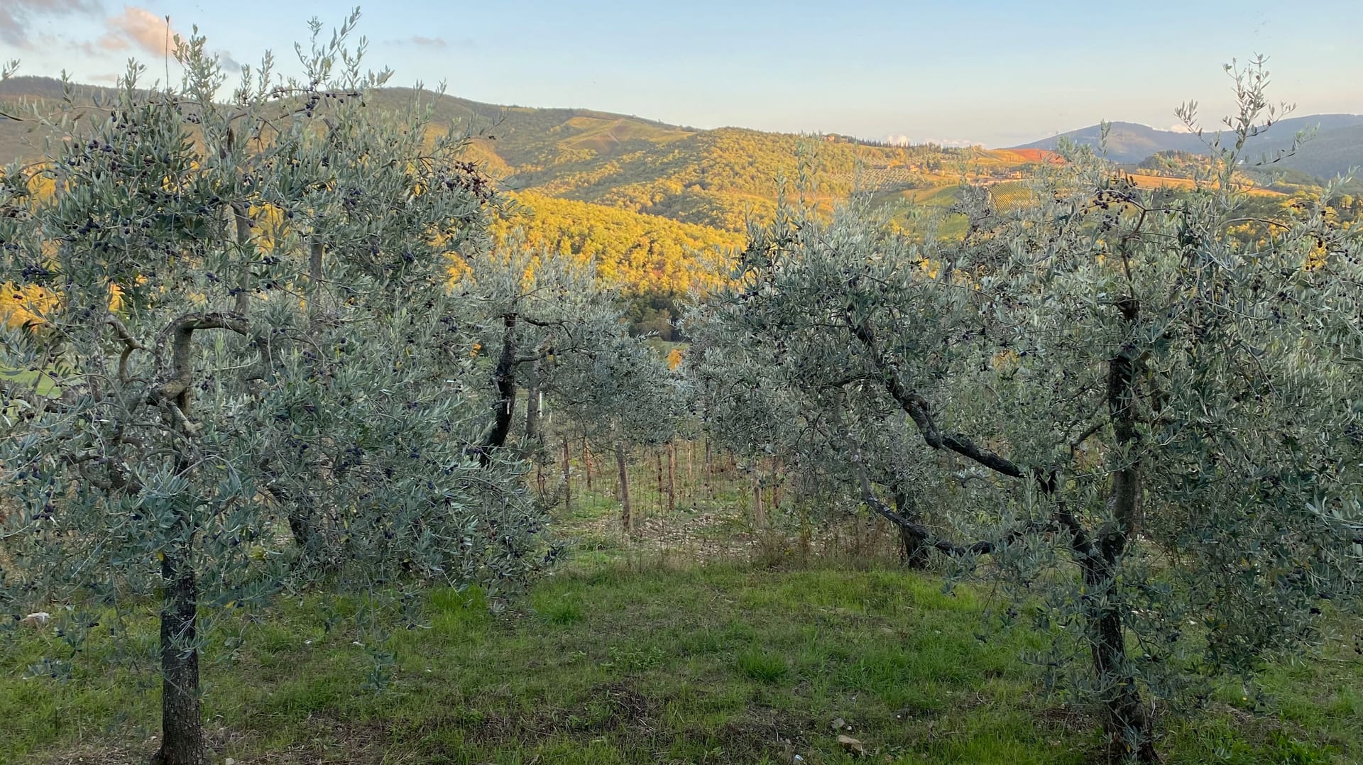 Olio le Masse 